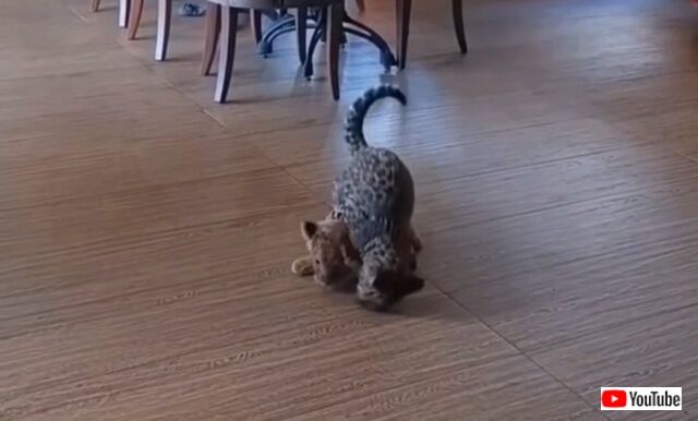jaguarnlion2_640