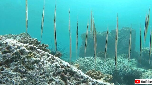 razorfish5_640