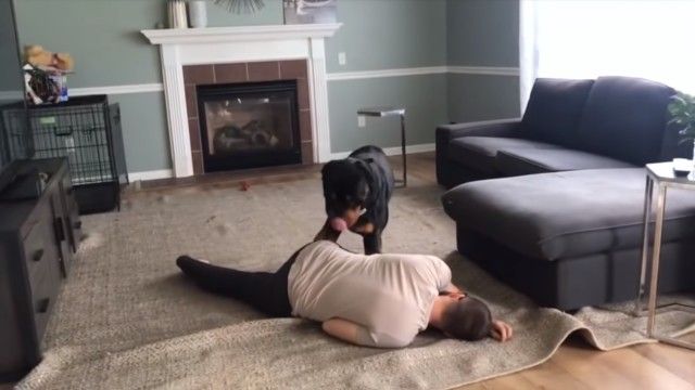 rottweiler2_e