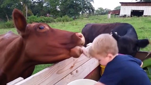 funnyanimalsnkids7_e