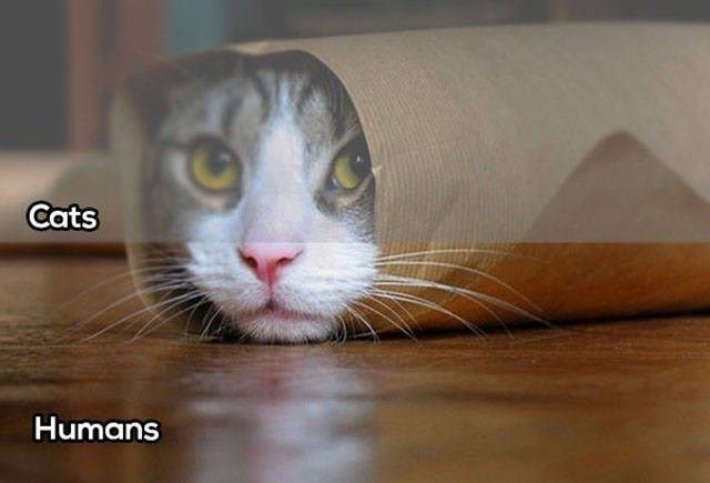 whatanimalsees8