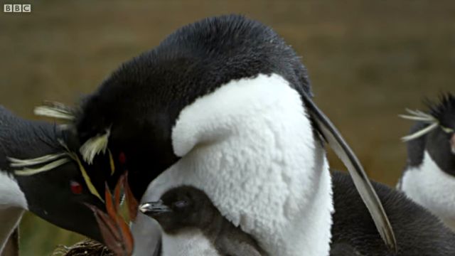 penguins11