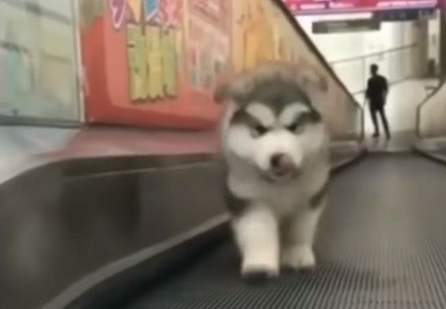 malamutepuppy5_e