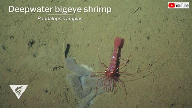 mbari2020_3_4_640