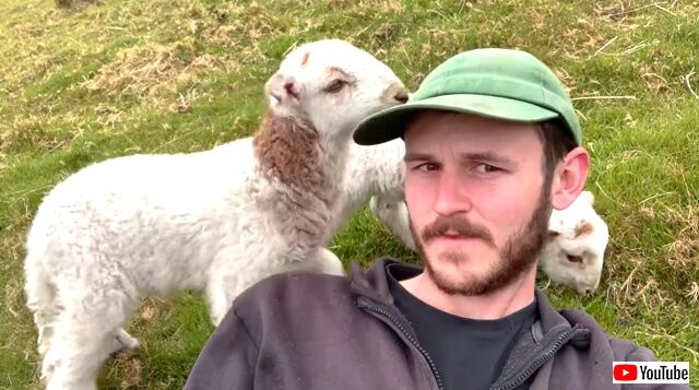 lamb5_640