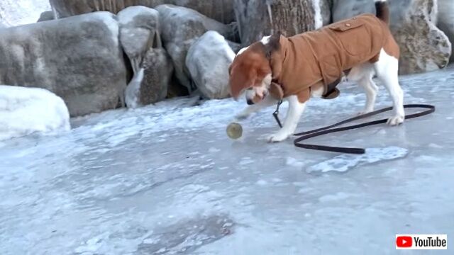 beagleiceskating2_640