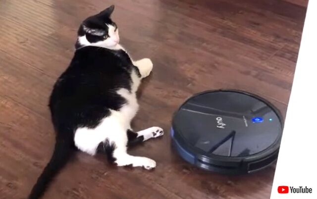 robotvacuumencat0_640