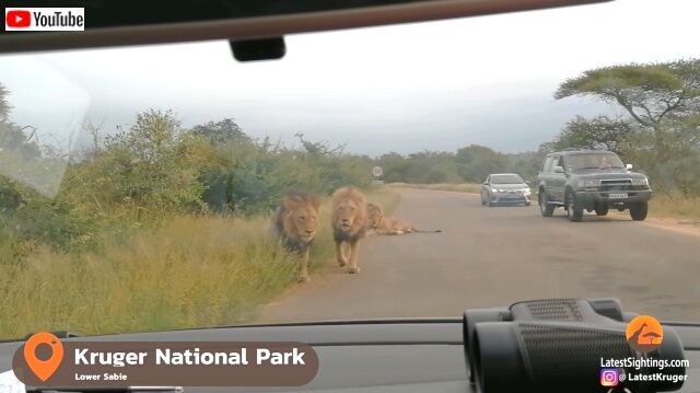 lions1_640