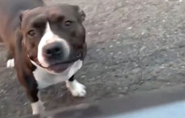 my dog1_640