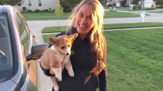 corgipuppy1_e
