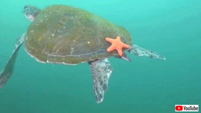 starfish2_640
