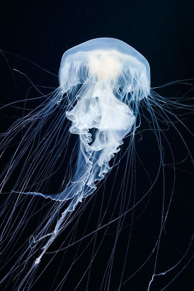 underwater-jellyfish-alexander-semenov-aquatis-11-2_e
