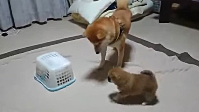 shiba4