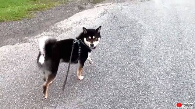 aawwwaw1_640