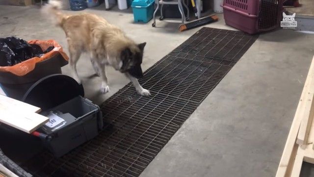 bestpetfeb6_e