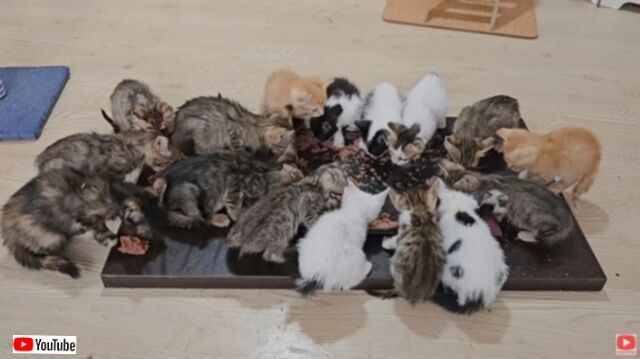 幸せが爆発しそう？トルコの猫おじさん、17匹の保護子猫たちに囲まれててんてこ舞い