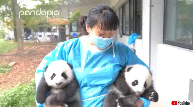 pandacollection4_640