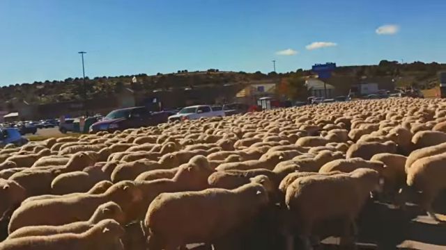 sheeps3