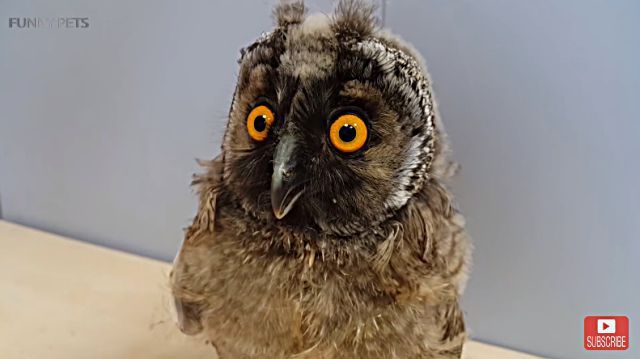 owl8