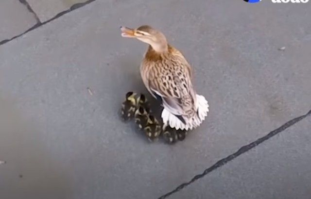 saveducks1_e