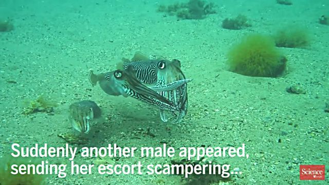 cuttlefish0