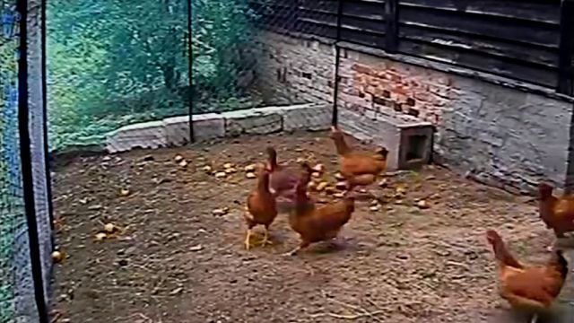 dogsavedchicken2