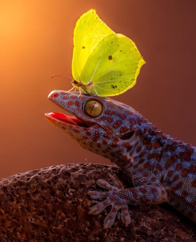 net]