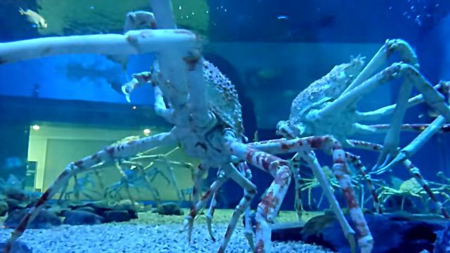 spidercrab3