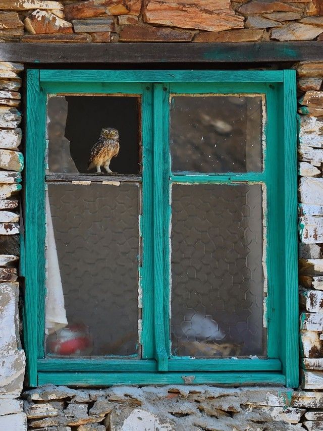 owl-photography-18__880_e