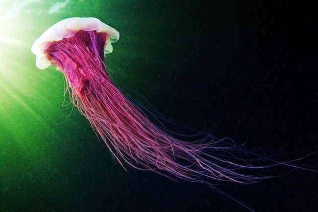 underwater-jellyfish-alexander-semenov-aquatis-3-2_e