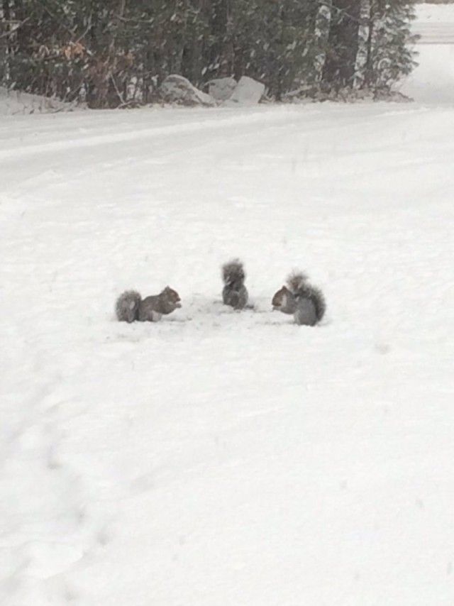 snowanimals7_e