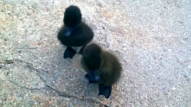 ねえ なんでついてくるの あとをついて回るアヒルのヒナたちに困惑する犬 カラパイア