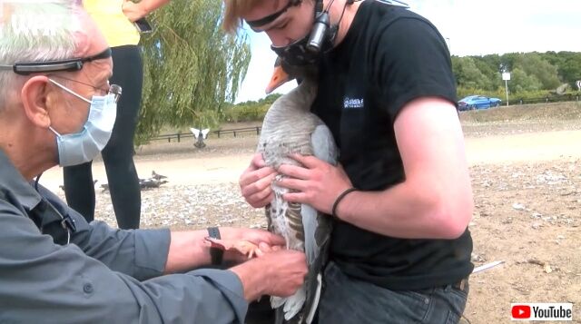 goose5_640