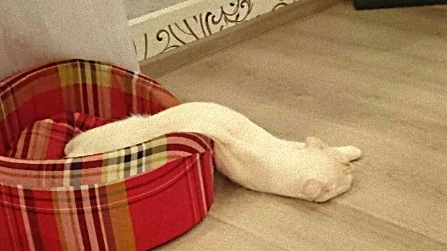 cute-melted-animals-10-58beb622a9870__605_ea