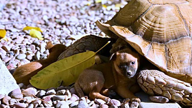 puppynturtle7