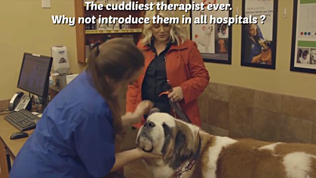 therapydog3