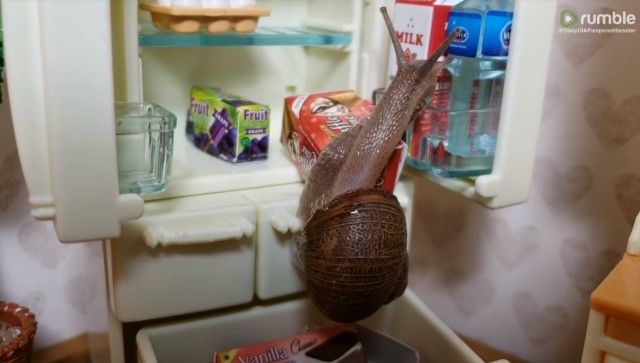 snail4_e