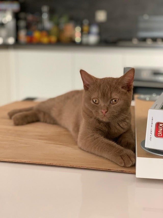 cat-1