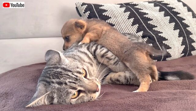 catnpuppies7_640