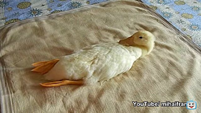 ducknvacuum1
