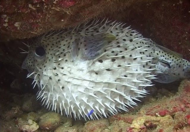 pufferfish15_e