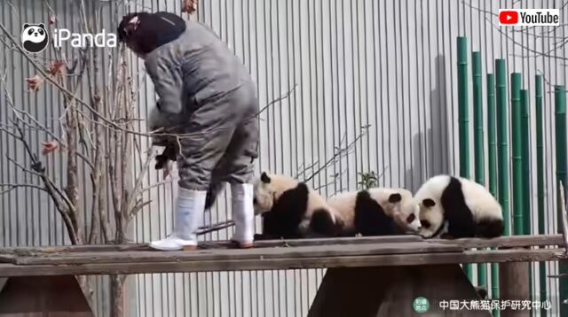 pandaswalking5_640