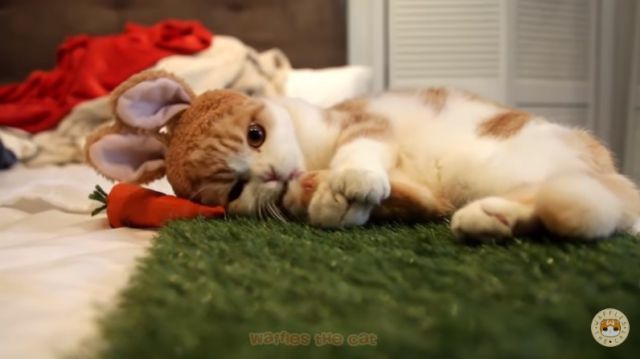 waffles1