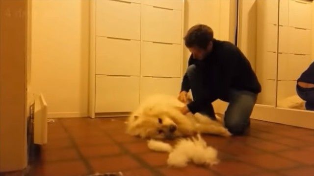 groomingsamoyed6_e