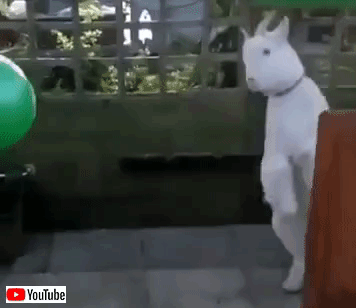 cutestanimals2