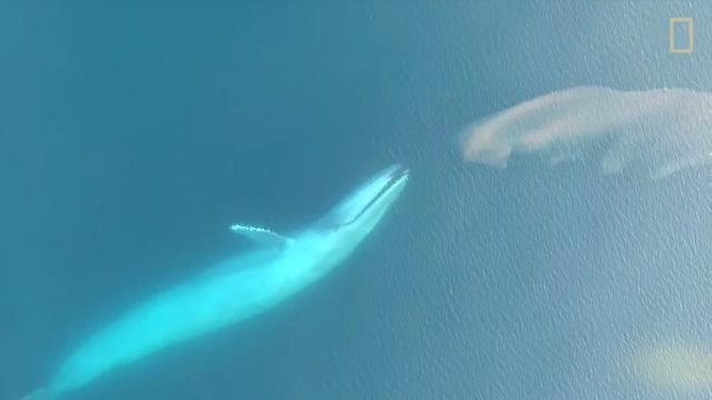 bluewhale1