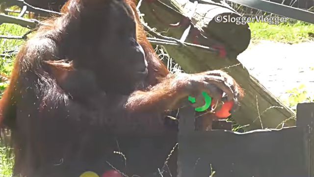orangutan2