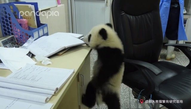 pandababyonoffice3_e