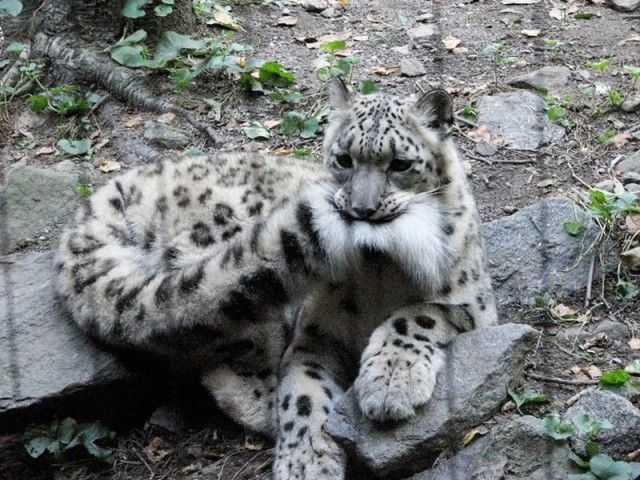 snowleopards2_e