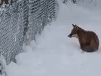 foxinthegarden